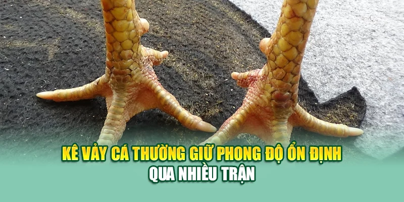 Kê vảy cá thường giữ phong độ ổn định qua nhiều trận