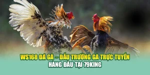 Ws168 Đá Gà – Đấu Trường Gà Trực Tuyến Hàng Đầu Tại 79king